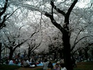 桜桜桜